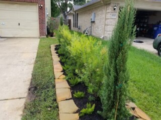 Bottle brush, Italian cypress