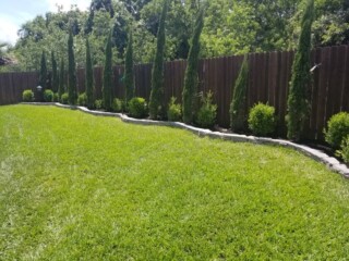 Italian cypress, various plantings