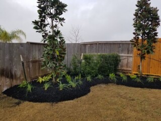 Magnolia trees, various plantings