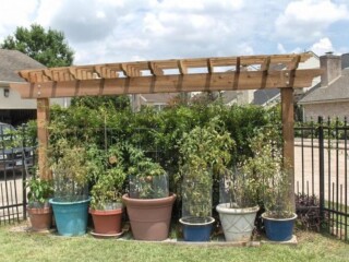 Plant trellis