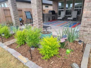 Sunshine ligustrum, african iris