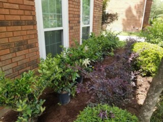 Various plantings
