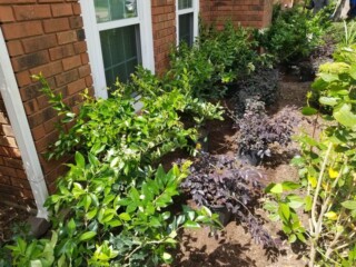 Various plantings