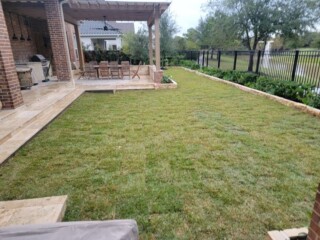Zoysia palisades grass